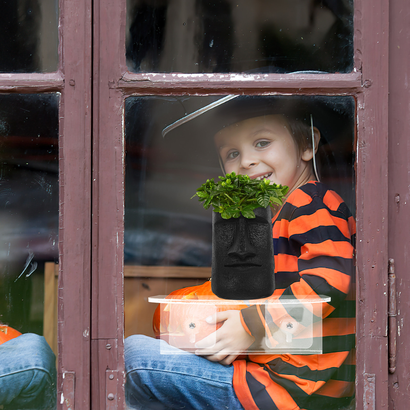 Window Suction Cup Shelf Trans - Food Storage In Plants บทวิจารณ์และราคา