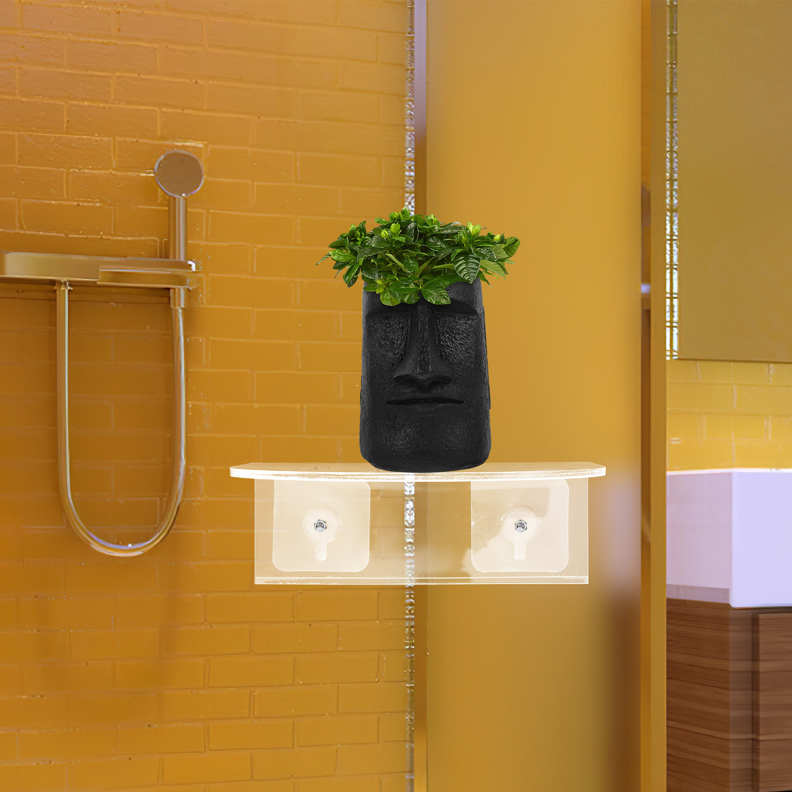 Window Suction Cup Shelf Trans - Food Storage In Plants บทวิจารณ์และราคา